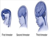 عوامل مؤثر در آسیب‌های مغز و سیستم عصبی مرکزی در دوران جنینی